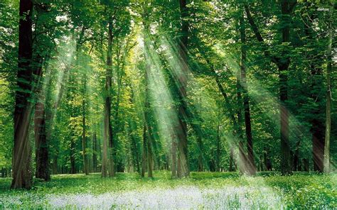Green Nature Trees Forests Grass Outdoors Sunlight Wallpaper