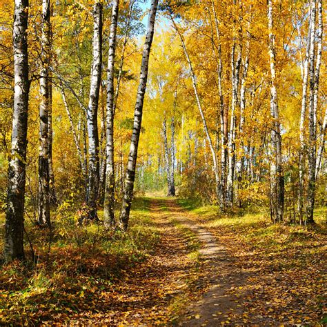 Trail In A Birch Grove In Autumn No Location Given By Vnlit Cr🍂