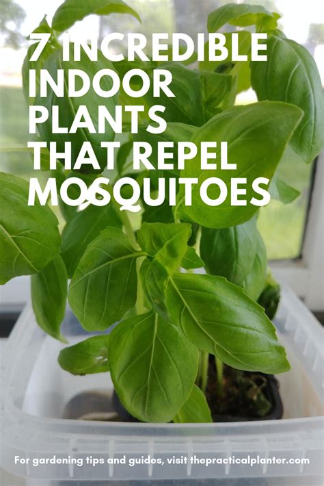 7 Incredible Indoor Plants That Repel Mosquitoes Mosquito Repelling