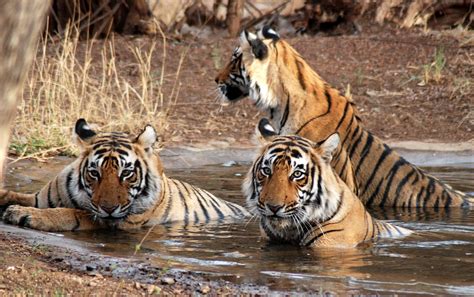 Sundarbans Mangrove Forest Unesco Site Explore World Wonders Amazing