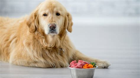 What To Do When Your Dog Wont Eat