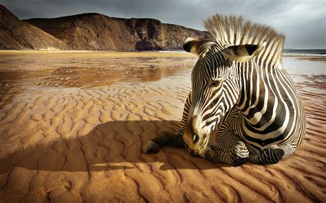 Zebra Hd Wallpaper Background Image 2560x1600