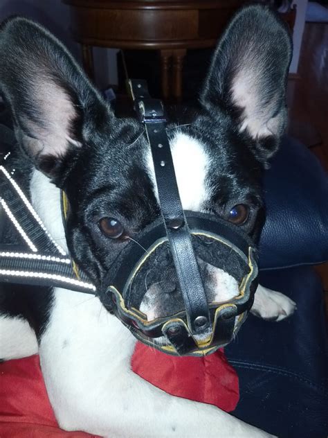 French bulldogs might be easygoing, but there is still plenty of situation when you may need to muzzle them. Soft Dog Muzzle for French Bulldog | Small Dog Muzzle Padded