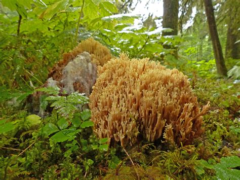 Beautiful Coral Fungus Ramaria Formosa Fungi Bob Armstrongs