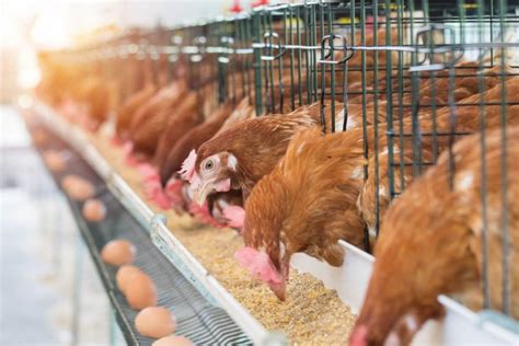 Breeder And Broiler Farm Poultry Management
