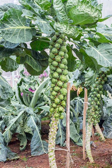 How To Grow Brussels Sprouts Gardeners Path