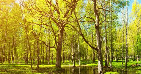 Tiny Forests To Be Planted In 12 Dutch Municipalities