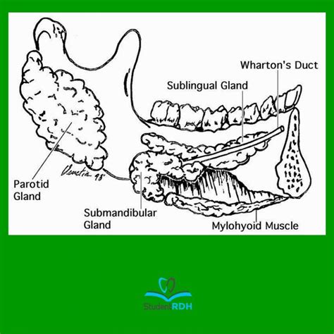 Through Which Main Ducts Do The Parotid And Submandibular Glands