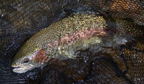Rainbow Trout Stocking To Begin