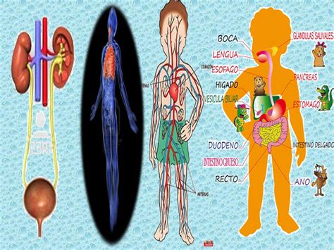 Sistemas Del Cuerpo Humano Y Sus Funciones Ppt Images