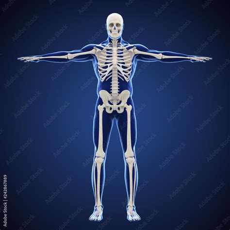 Human Skeletal System Illustration Stock Illustration Adobe Stock