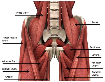 Here we explain the major muscles of the human body. Egoscue's Secret Weapon: Supine Groin Stretch | Inner ...