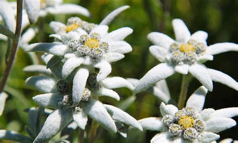 Edelweiss Swiss National Flower Best Flower Site