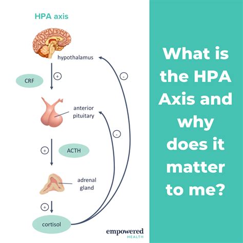 What Is The HPA Axis Part 1 Empowered Health Institute