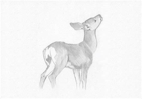 24 Free Deer Drawings And Designs Free And Premium Templates Deer