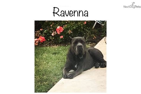 The bests cane corsos in dallas. Dominic: Cane Corso Mastiff puppy for sale near Dallas ...