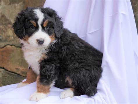 Akc Registered Bernese Mountain Dog For Sale Millersburg Oh Male Hem