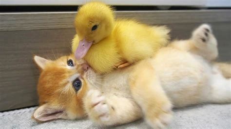 Kitten And Little Duck The Cutest Couple Youve Ever Seen 2022
