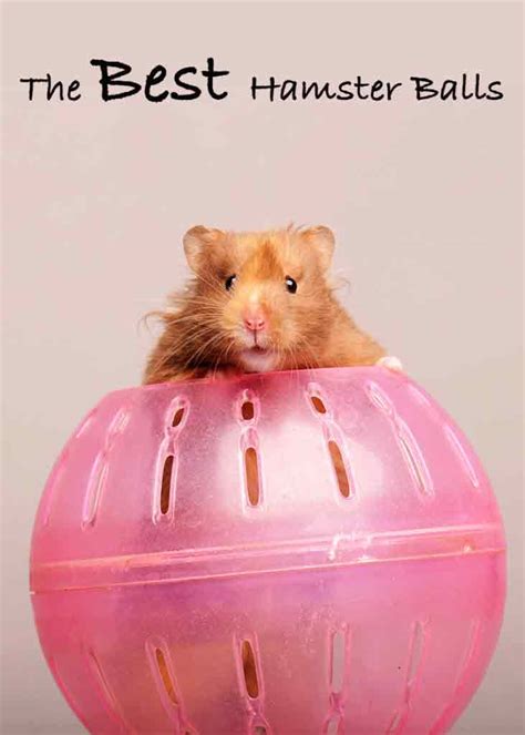 Best Hamster Ball For Syrian Dwarf And Robo Hamsters