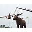 Canada Recovers ‘World’s Biggest Moose’ Title – RCI  English