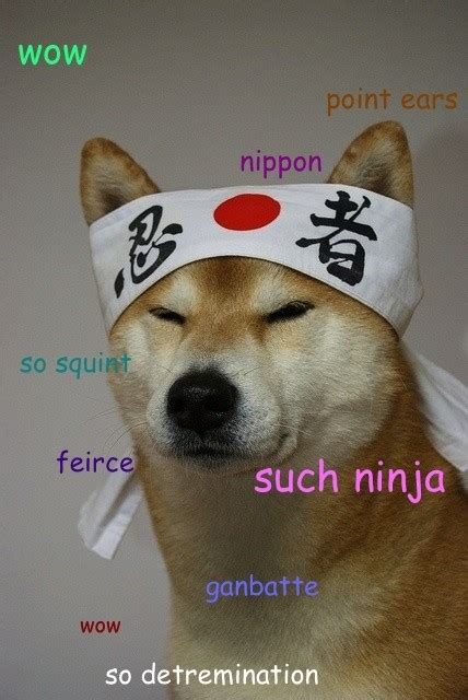 What Are Some Of The Best Words Or Phrases Used In The Shibe Doge