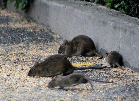 Ratten im garten erkennen und effektiv bekämpfendie besten schnäppchen und sonderangebote aus dem bereich haus & garten: Ratten im Garten: Hausmittel, Rattenfallen und Gift gegen ...