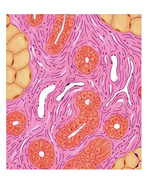 Merocrine Sweat Glands Photograph By Asklepios Medical Atlas Pixels