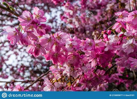 Rich Pink Cherry Blossoms 3 Stock Image Image Of Pink Spring 215005877