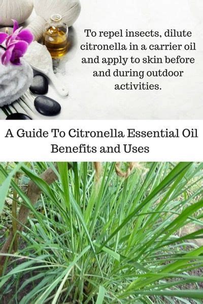 A Guide To Citronella Essential Oil And Its Benefits And Uses Learn