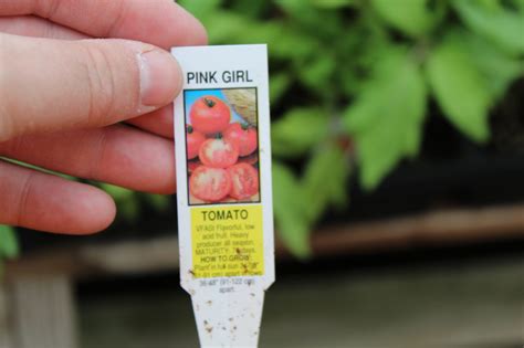 Tomato ‘pink Girl F1 Wilsons Garden Center