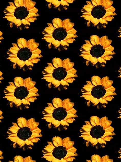 We have an extensive collection of amazing background images carefully chosen by our community. Sunflower background tumblr » Background Check All