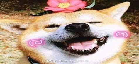 Wallpaper Nose Flower Dog Breed Carnivore Plant Whiskers Pink