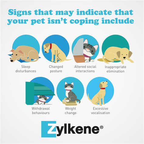 Zylkene For Dogs And Cats