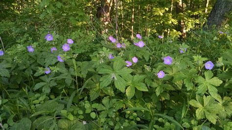 Michigan Wildflower Farm