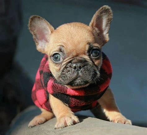 Best 25+ Teacup french bulldogs ideas on Pinterest ...