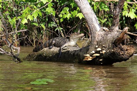Alligator Swamp Bayou Animal Crocodile Louisiana Wildlife River