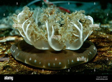 Mangrove Upsidedown Jellyfish Cassiopea Xamachana Caribbean Atlantic