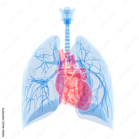 Medical Illustration Of The Heart And Lung Stock Illustration Adobe Stock