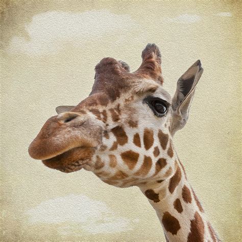Giraffe Close Up Photograph By Svetlana Sewell Fine Art America