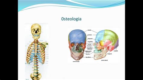 Aula De Osteologia Youtube