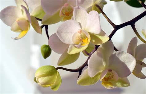 12 Most Common Types Of Orchid To Adorn Your Home Morflora