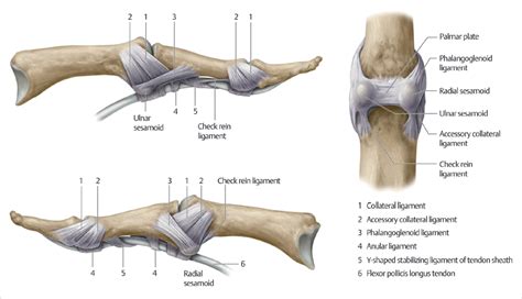 64 Thumb Metacarpophalangeal Joint Collateral Ligament Repair Plastic