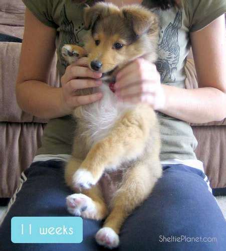 The Growth Of A Sheltie Puppy To Adult Dog In Photos