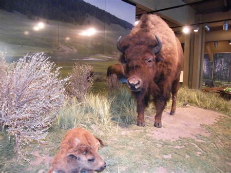 Canyon Visitor Education Center Yellowstone Nationalpark Aktuelle