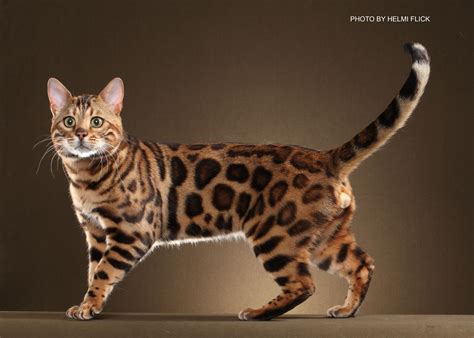 Kittens are loads of fun, but they're also a lot of. 30+ Fabulous Bengal Cat Photos That Look Like Tigers ...