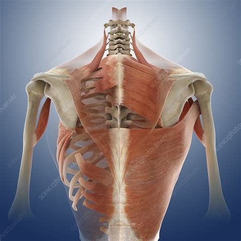 Back Muscles Artwork Stock Image C0130810 Science Photo Library