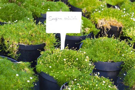 Irish Moss Sagina Subulata Care And Growing Guide