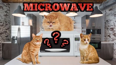 What You Should Microwave Youtube