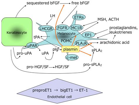 Cosmetics Free Full Text Mechanism Of Action Of Topical Tranexamic