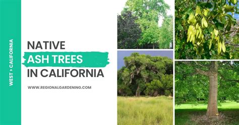 Native Ash Trees In California 4 Types To Know Regional Gardening